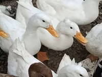 Alman Pekin — foto 1
