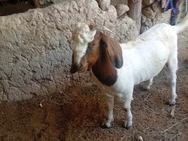 Billy Goat, Boer goat