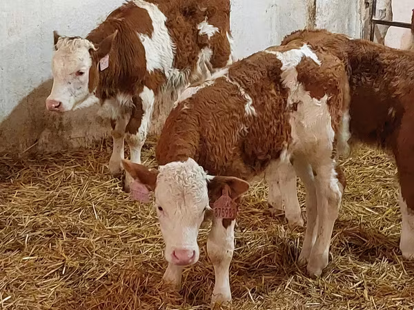 Buğa, Simmental cattle