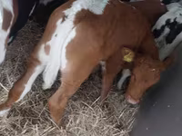 Buğa, Simmental cattle — foto 5
