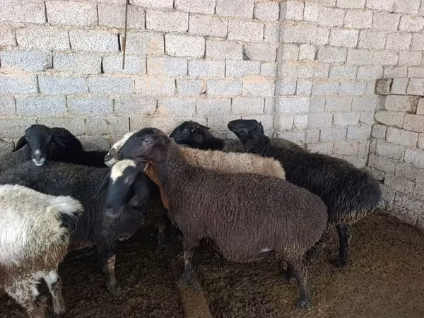 母羊, Sheep