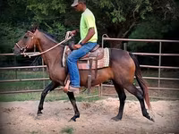 母马, Quarter Horse — 照片 5