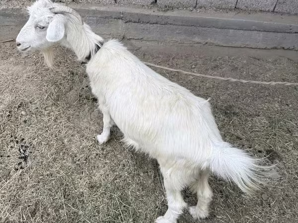 Goat, Goats