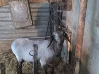 Sheep, Sheep — photo 4