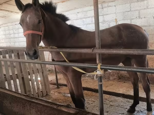 Yegua, Thoroughbred horse