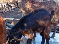 Billy Goat, Goats — photo 5