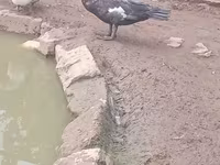 Ducks — Foto 5