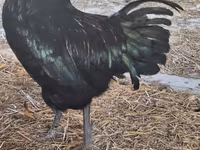 Australorp — foto 7