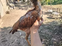 Chickens — Foto 4