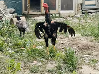 Chickens — foto 1