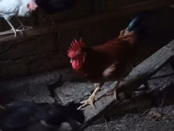 Chickens — Aserbaidschan