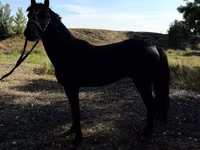 Caballos (lote, sexo no especificado), American shetland pony — foto 5
