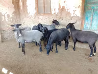 Ovce, Romanov sheep — foto 1