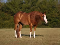 Cavalo, Quarter Horse — foto 2
