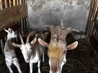 Dişi keçi, Saanen goat — foto 1