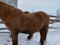 At, Yakutian horse — foto 2