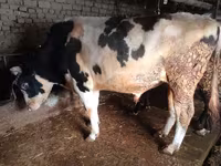 Bulle, Simmental cattle — Foto 1