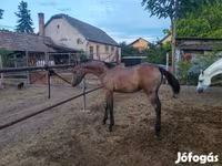 Cavalo, Shagya — foto 3