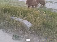 Sheep (batch, sex not specified), Sheep — photo 2