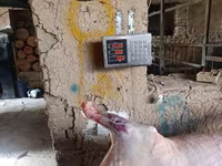 Qoç, Qoyunlar — foto 1