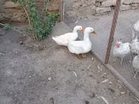 Chickens — photo 6