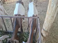 Dişi keçi, Nubian Goat — foto 2