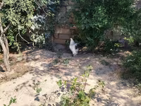 براهما — الصورة 3