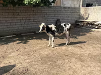 Qoramol (partiya, jinsi ko‘rsatilmagan), Russian Black pied cattle — 1-rasm