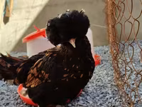 Chickens — photo 2