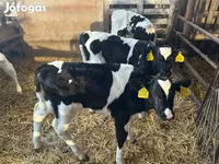Toro, Russian Black pied cattle — foto 2