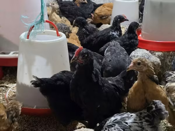 Chickens