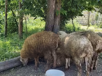 Ram, Sheep — photo 1