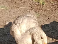 pato criollo doméstico — foto 1