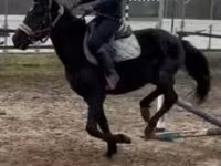 Cavalo, Hungarian horse breed — foto 5