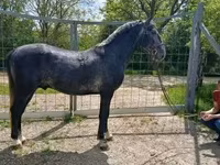 Kůň, Lipizzaner — foto 2