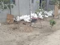 Geese — الصورة 3