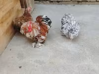 Chickens — photo 3