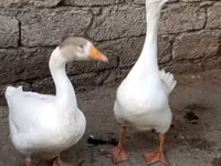 Ducks — foto 4