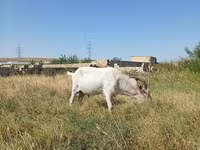 बकरा, Saanen goat — फ़ोटो 3
