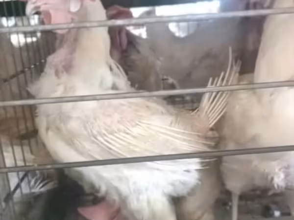 Chickens — Azerbaijan