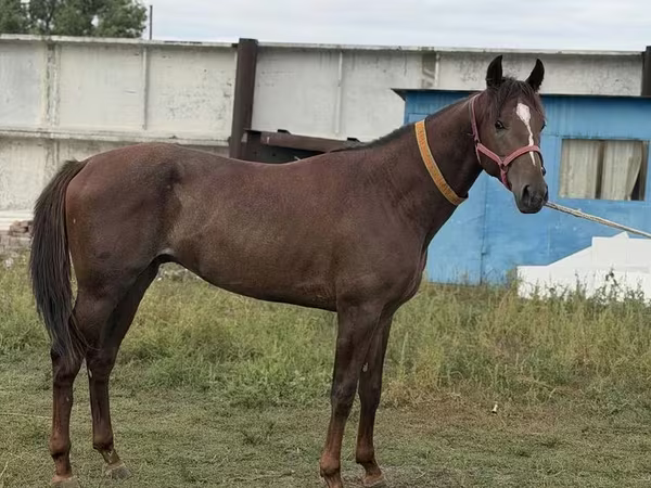 Caballo, Arabian horse
