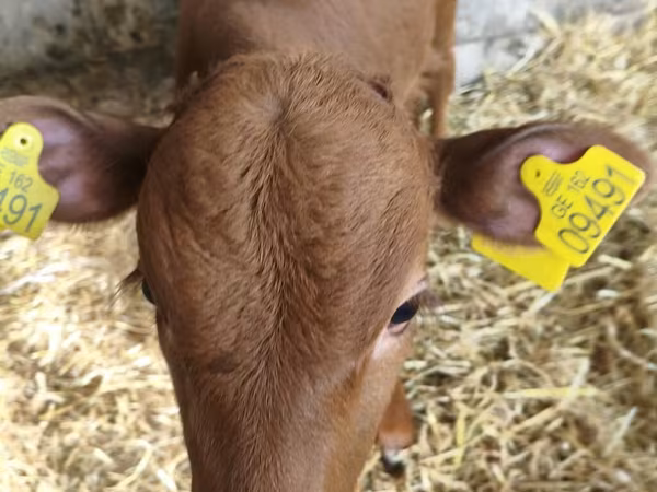 Cattle (batch, sex not specified), Cattle — Azerbaijan