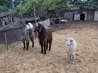 山羊（批次，未指定性别）, Goats — 照片 3
