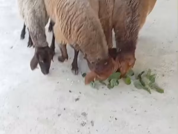 Sheep, Sheep