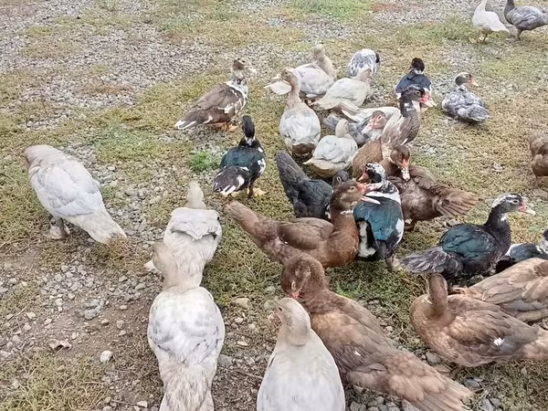 Ducks — Azerbaijan