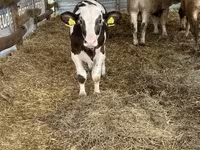 Byk, Russian Black pied cattle — zdjęcie 3