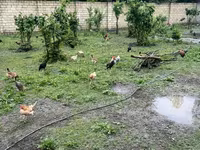 Chickens — photo 3