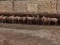 Quzu kəsimi və təmizlənmiş ət - Yerli təsərrüfatda yetişdirilən — الصورة 6