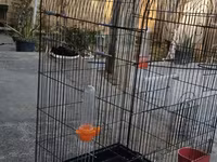 Hazir cut korella qefes qarisiq yuvasi altinda yumurtasi — الصورة 5