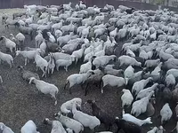 Schaf, Hampshire sheep — Foto 1